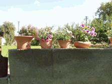 P9090059z